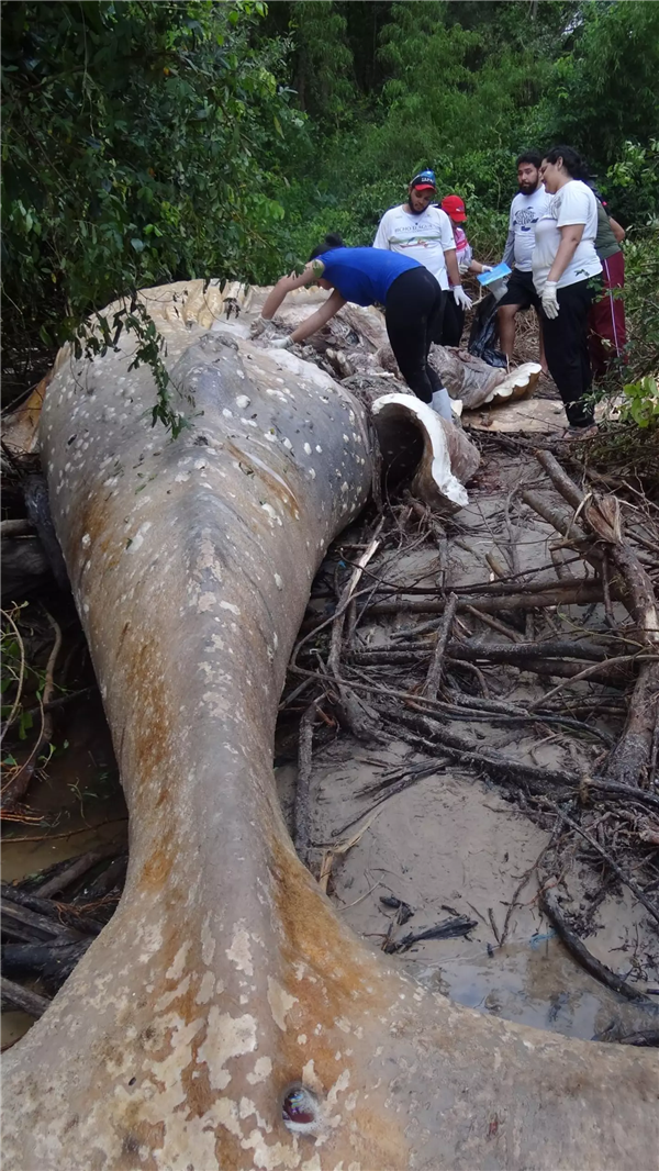 8米长10吨重的座头鲸 神秘现身亚马逊丛林！(图2)