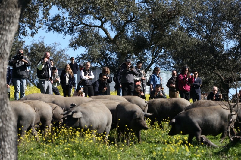 全球知名米其林星厨共赴西班牙 深度体验伊比利亚火腿的前世今生(图6) 全球知名米其林星厨共赴西班牙 深度体验伊比利亚火腿的前世今生(图6)